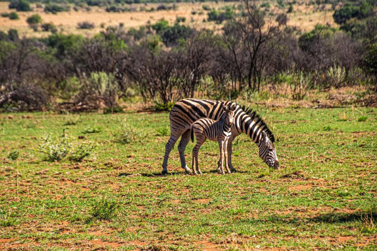 Tented Adventures Pilanesberg Kültér fotó