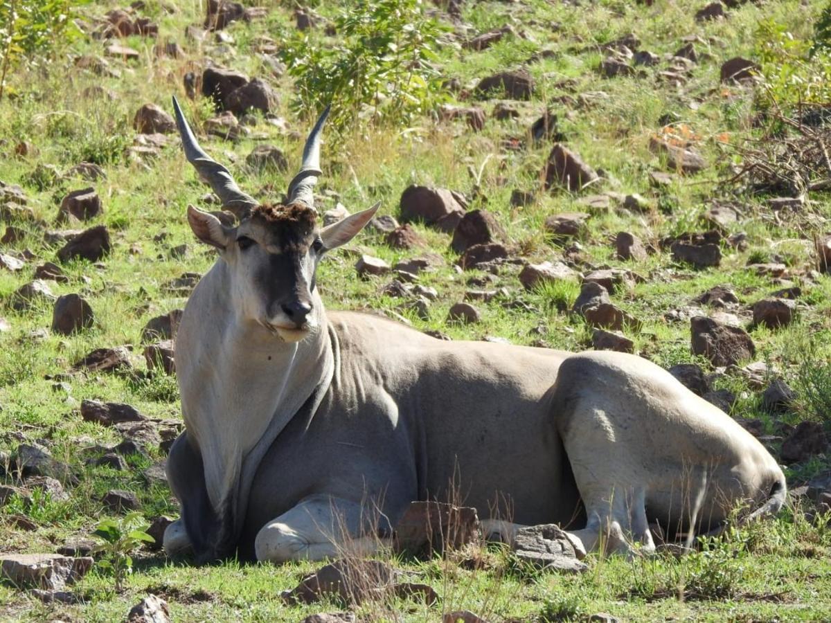 Tented Adventures Pilanesberg Kültér fotó