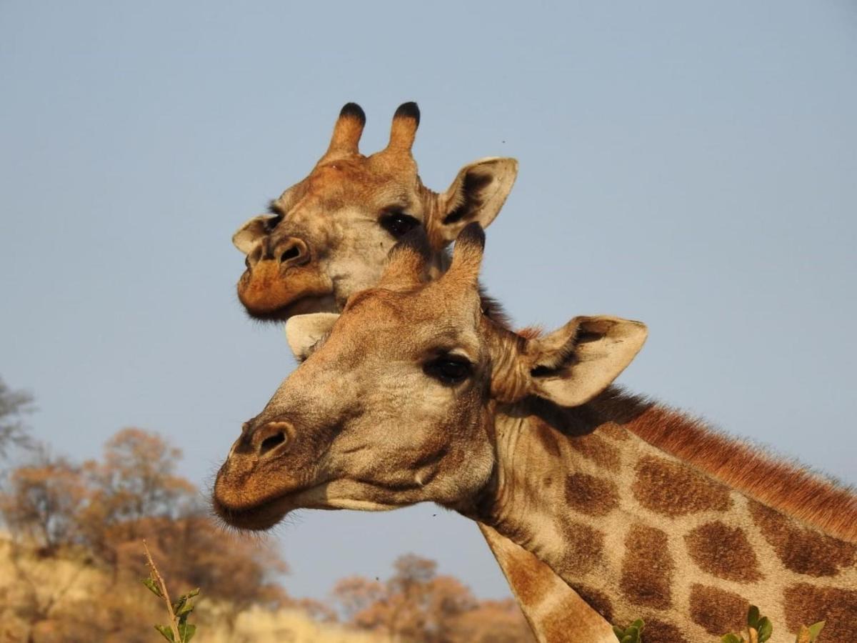 Tented Adventures Pilanesberg Kültér fotó