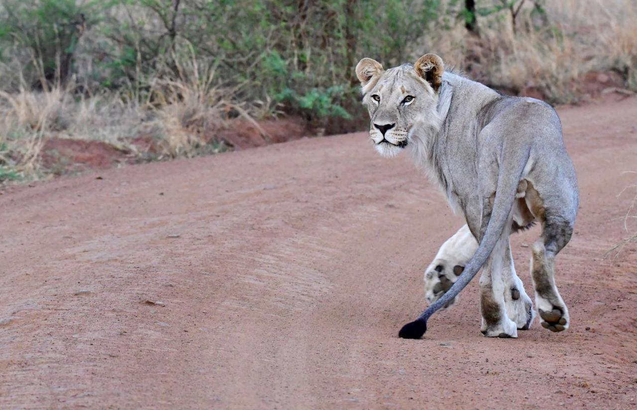 Tented Adventures Pilanesberg Kültér fotó